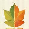 Stylized icon representing a leaf or a calendar, indicating seasonal changes.